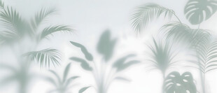 雾气磨砂膜效果绿植贴图