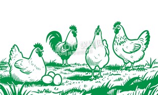 公鸡母鸡鸡蛋农场