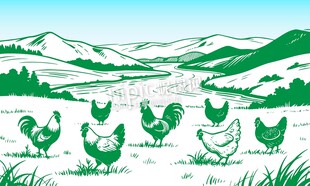 牧场农场养鸡场