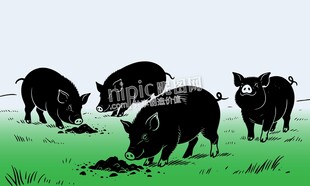 线稿农场小猪猪仔黑猪