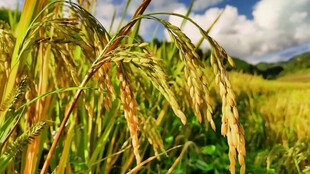 金黄稻田水稻特写