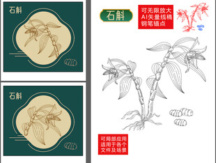 养生药材铁皮石斛手绘
