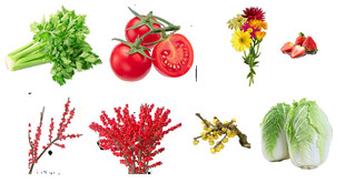 多样蔬果花卉与海洋生物png图