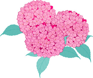 粉色绣球花插画 矢量图