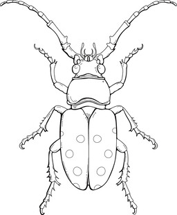 甲虫线稿图 矢量图