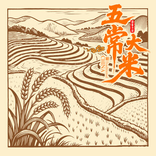 五常大米稻田插画