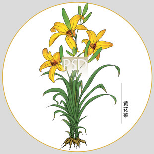 黄花菜