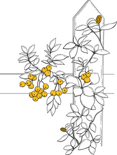 手绘黄果植物装饰图案