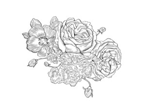 牡丹手绘素描