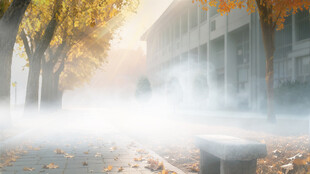 晨雾里的校园小径