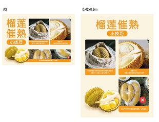 榴莲成熟过程展示