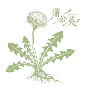 手绘蒲公英植物插画