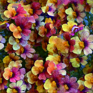 多彩缤纷的美丽花卉