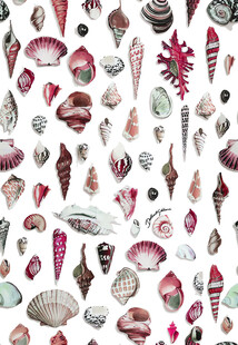 多彩贝壳图案集合