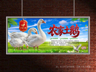 鹅养殖展板