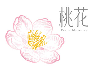 手绘清新桃花插画