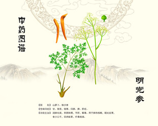 明党参中药党参