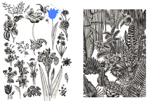 黑白花卉植物插画作品