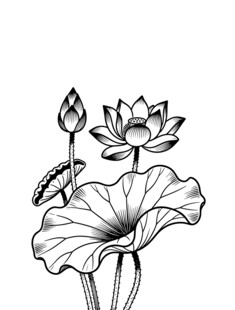 黑白荷花线稿图