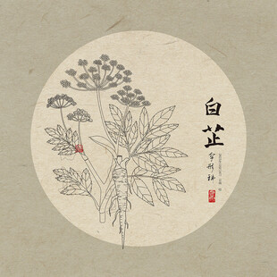 白芷插画图