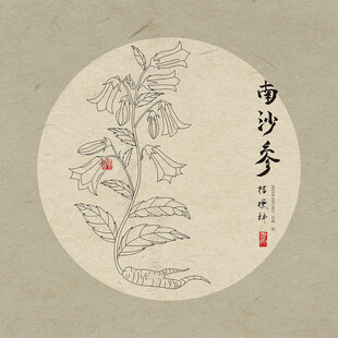 南沙参手绘植物图