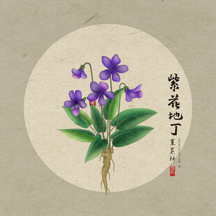 紫花地丁插画图