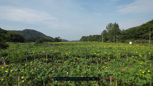 田园向日葵景观