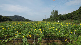 田园向日葵花海美景