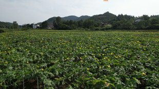 绿色农田远处山峦 丝瓜络基地 