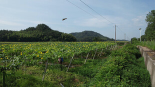 田园风光中的丝瓜络种植