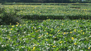 夏日荷塘绿意盎然丝瓜络基地