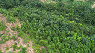 俯瞰葱郁山林美景