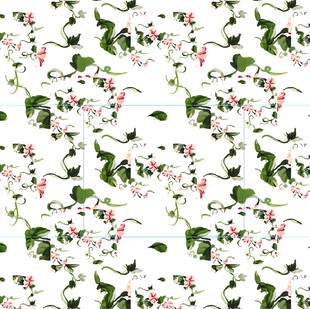 大花 牵牛花植物