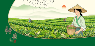 茶园采茶女采茶姑娘