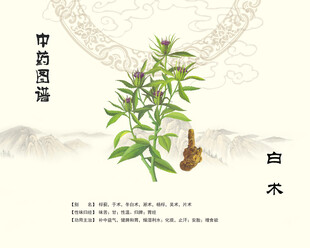 中药白术中药材白术