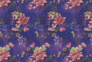 紫色 荷花 莲叶