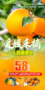 爱媛采摘橙子橘子