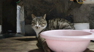 猫咪守在粉色碗旁