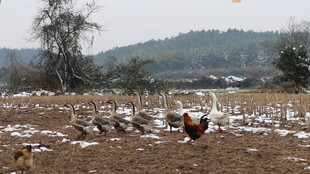 雪地中的家禽与远山景色
