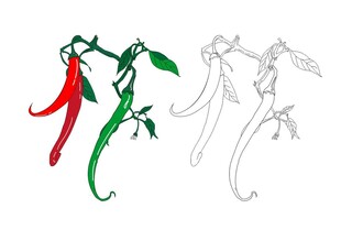 多彩辣椒插画  线椒 青椒 
