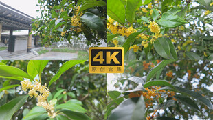 园林桂花飘香实拍合集