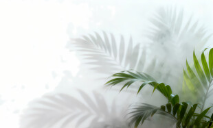 雾气磨砂膜效果绿植贴图