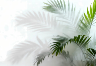 雾气磨砂膜效果绿植贴图