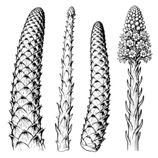 肉苁蓉 线稿矢量图