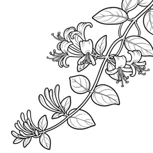金银花 线稿矢量图