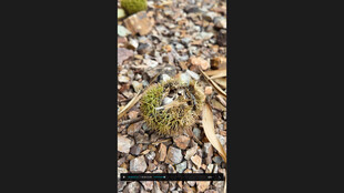 地面上的石子与板栗