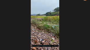 野外碎石旁的绿色草地捡板栗
