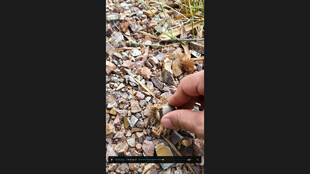 手捧多样鸟食板栗