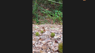 户外林间碎石小径板栗