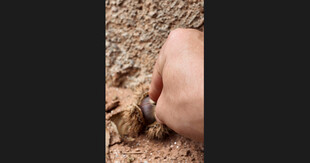 手与板栗的亲密接触